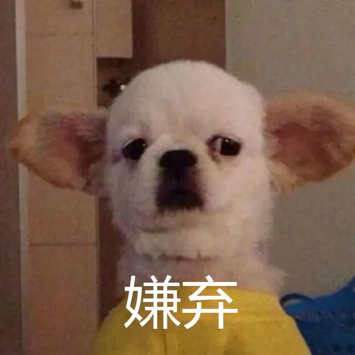 养狗后你多了些什么怪癖?