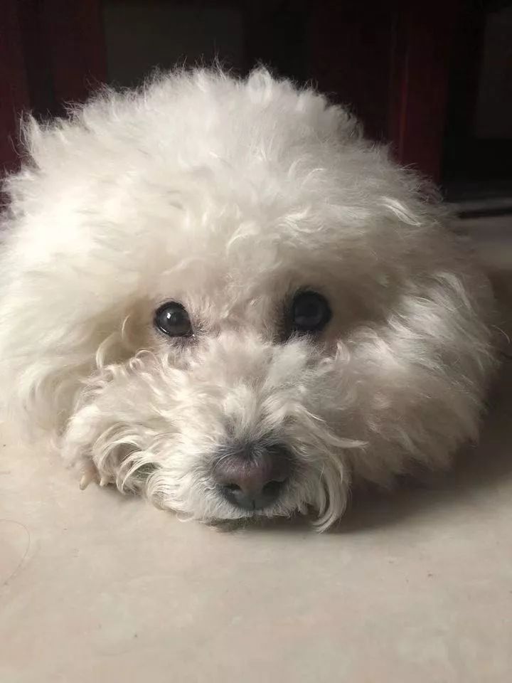 如果有一分钟的时间,让狗狗能听懂你说的话,你会说什么?