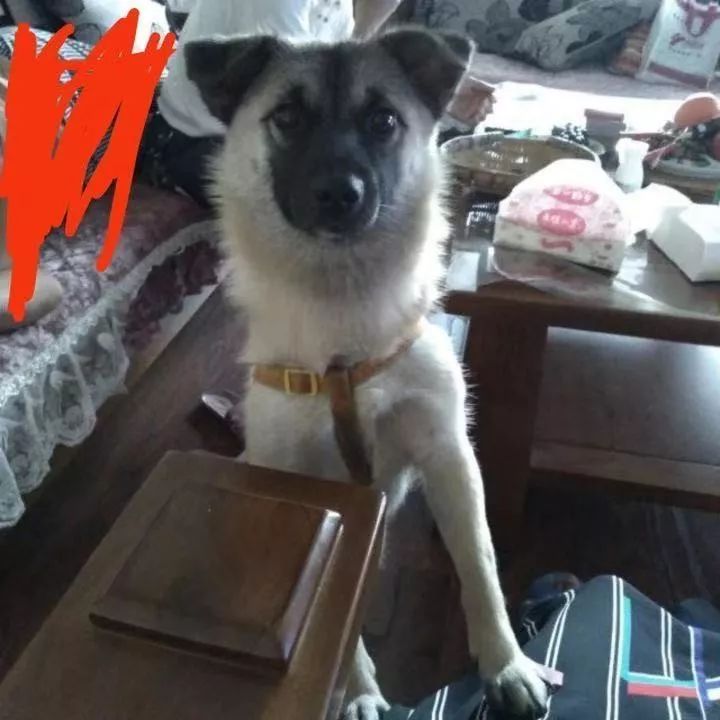 如果有一分钟的时间,让狗狗能听懂你说的话,你会说什么?