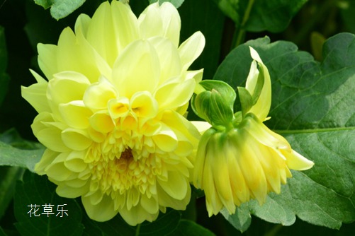 小丽花到底花属谁家,小丽花与大丽花的区别?