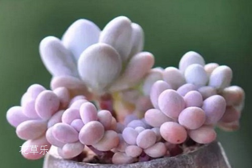 桃之卵叶片不红怎么办?不红,莫非你养的是一个假的桃之卵?