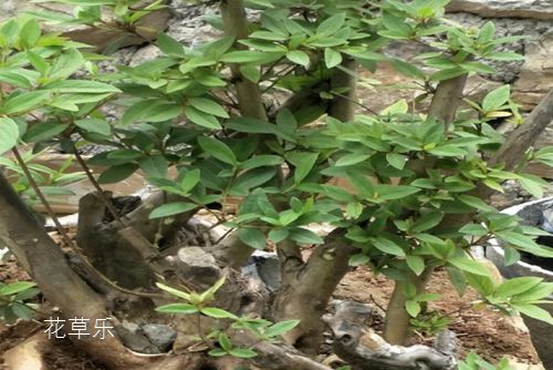 养了四年的映山红盆景一直只见花蕾不见花，打